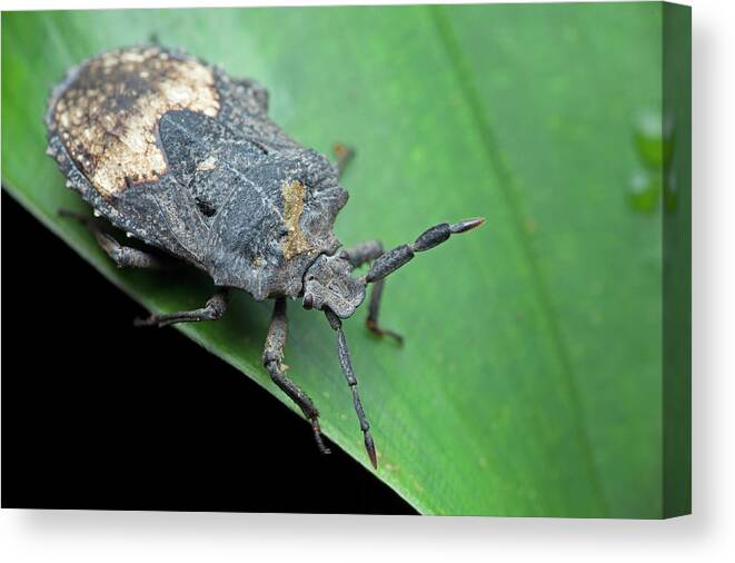 Black Background Canvas Print featuring the photograph Shield Bug On Leaf by Melvyn Yeo/science Photo Library