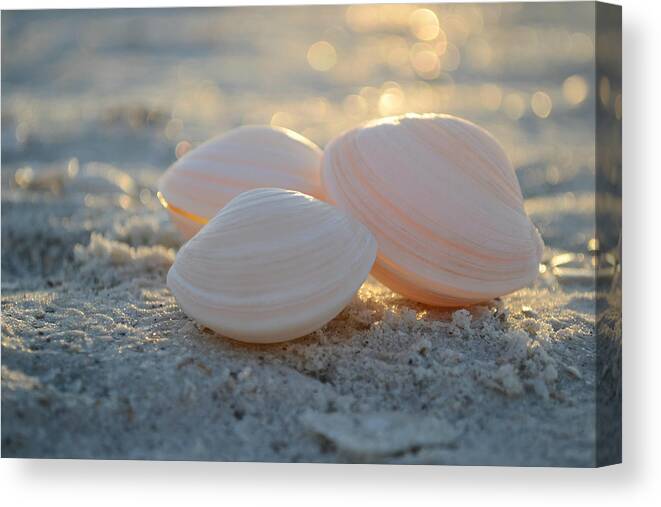 Seashells Canvas Print featuring the photograph Shine On... by Melanie Moraga