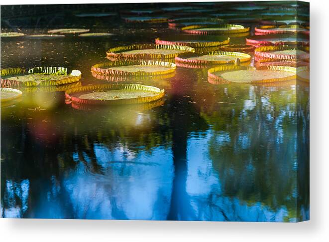Water Lily Canvas Print featuring the photograph Shining Leaves of Victoria Regia. Royal Botanical Garden in Mauritius. Impressionistic by Jenny Rainbow