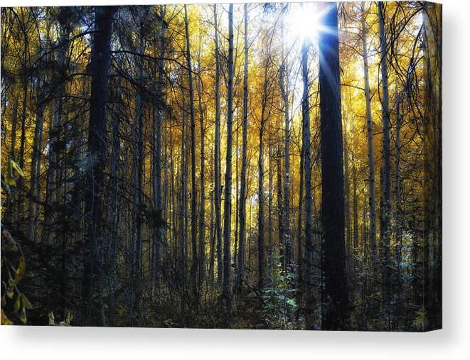 Aspen Canvas Print featuring the photograph Shining Through by Belinda Greb