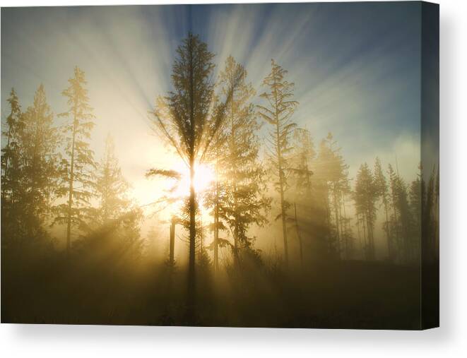 Sunshine Canvas Print featuring the photograph Shining Through by Peggy Collins