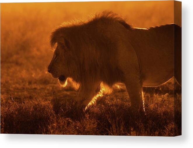 Lion Canvas Print featuring the photograph Shiny King by Mohammed Alnaser