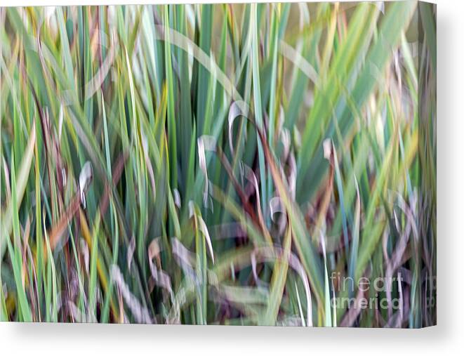 Brown Canvas Print featuring the photograph Shivering Reeds by Kate Brown