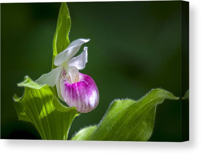 Beautiful Canvas Print featuring the photograph Showy Lady's Slipper 1 by Jack R Perry