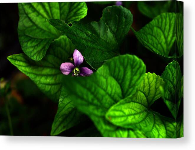 Wild Canvas Print featuring the photograph Shrinking Violet by Wanda Brandon