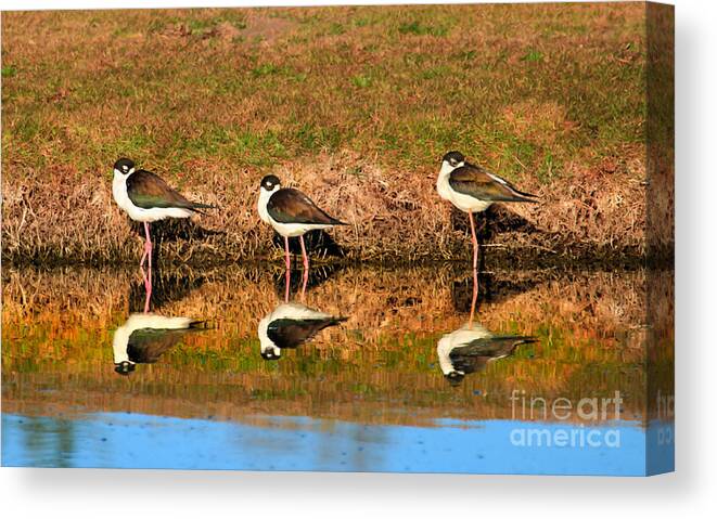 Water Canvas Print featuring the photograph Siesta Time by Robert Bales