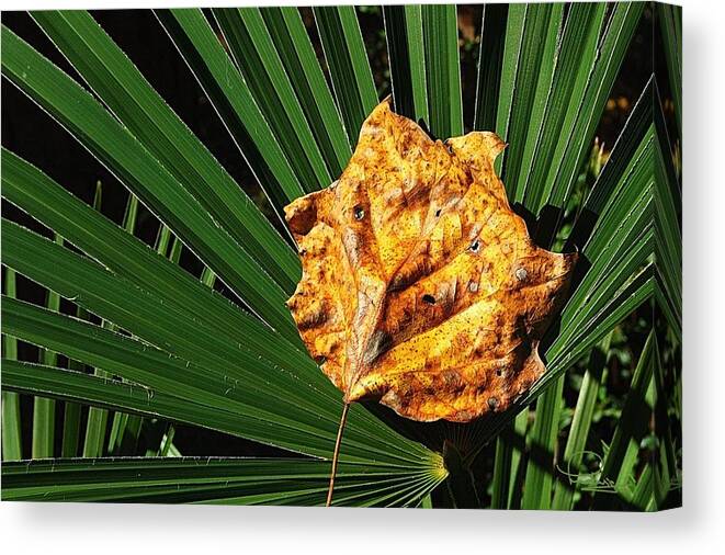 Fall Canvas Print featuring the photograph Sign of Fall in the South by Ludwig Keck