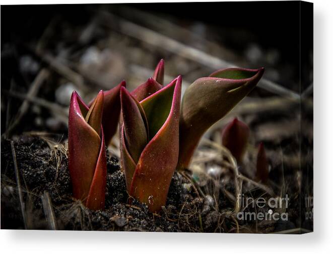 Green Canvas Print featuring the photograph Sign of Spring in Red by Ronald Grogan