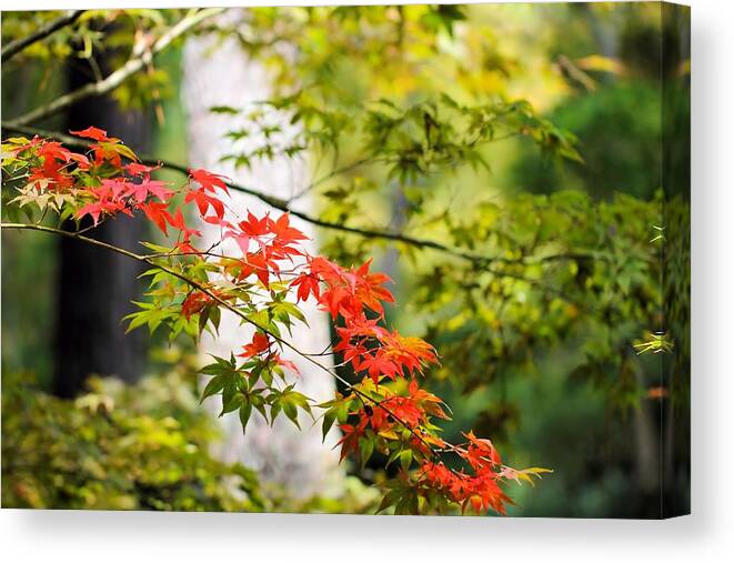 Japanese Maple Canvas Print featuring the photograph Signs of Autumn 1 by Katherine White
