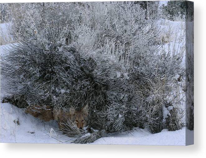 Coyote Canvas Print featuring the photograph Silent Accord by Ed Hall