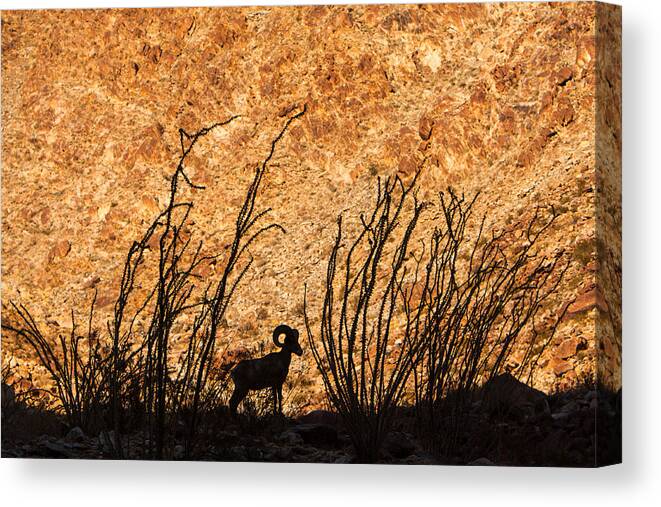 Animal Canvas Print featuring the photograph Silhouette Bighorn Sheep by John Wadleigh