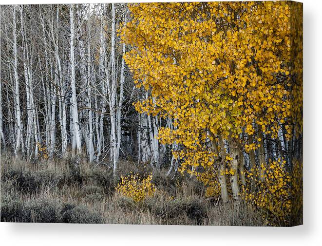 California Canvas Print featuring the photograph Silver and Gold by Cat Connor