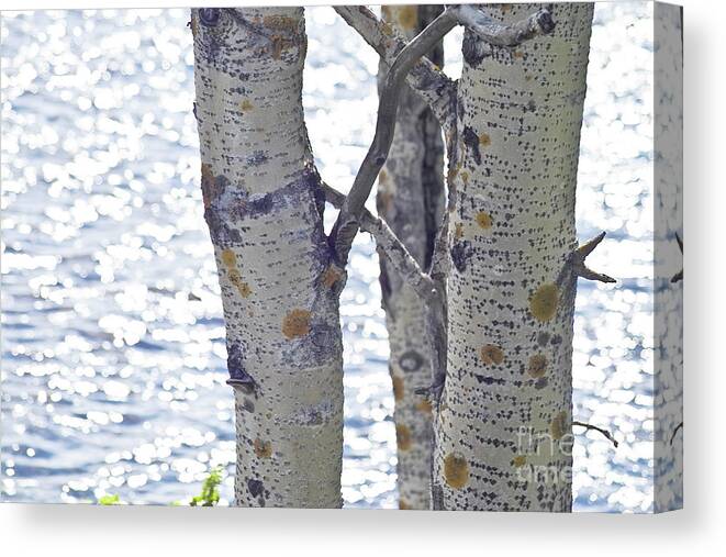 Tree Canvas Print featuring the photograph Silver birch trees at a sunny lake by Heiko Koehrer-Wagner