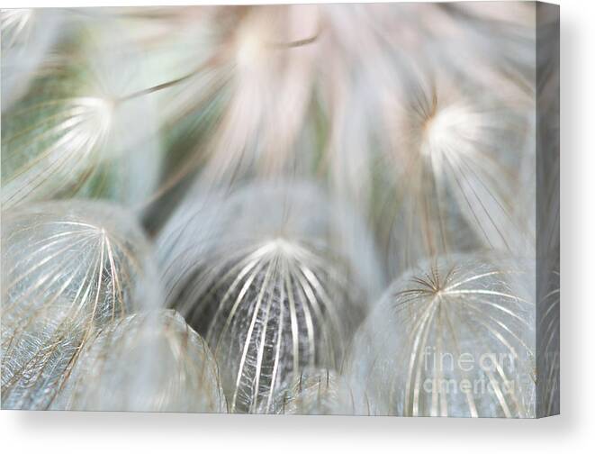 Wildflowers Canvas Print featuring the photograph Silver Fire by Gwen Gibson