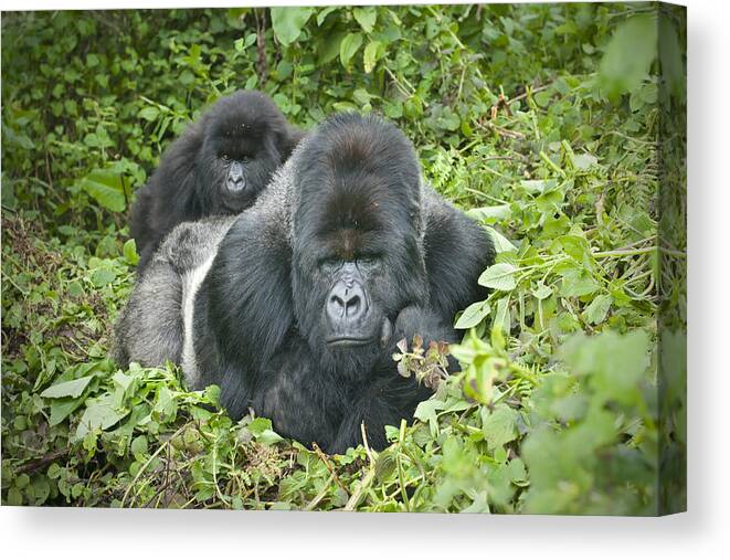 Black Color Canvas Print featuring the photograph Silverback Gorilla with son on his back, Rwanda by Guenterguni