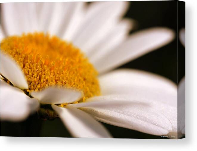 Flower Canvas Print featuring the photograph Simply Daisy by Andrea Platt