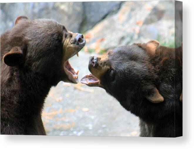 Bear Canvas Print featuring the photograph Singers by Lily K