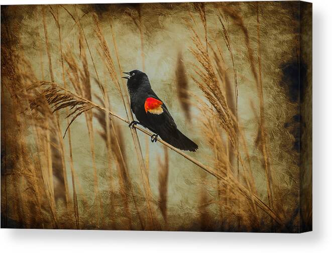Red Wing Blackbird Canvas Print featuring the photograph Singing Red Wing by Cathy Kovarik