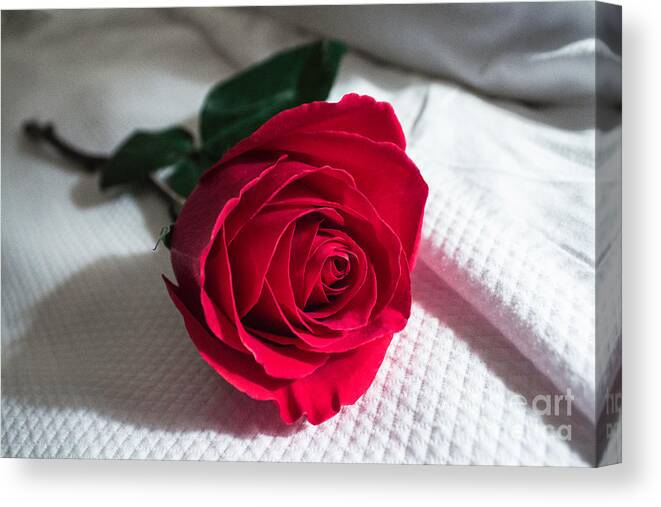 Rose Canvas Print featuring the photograph Single Red Rose by Arlene Carmel