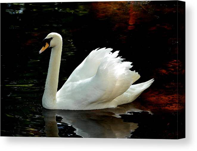 Swan Canvas Print featuring the photograph Single Swan Watercolor by Judy Wanamaker