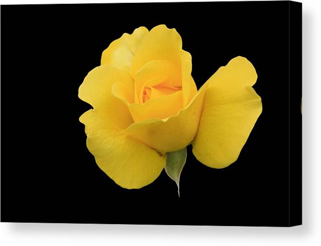 Rose Canvas Print featuring the photograph Single yellow rose by Sue Leonard