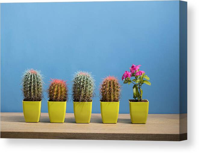 Five Objects Canvas Print featuring the photograph Singled Out by Jenner Images