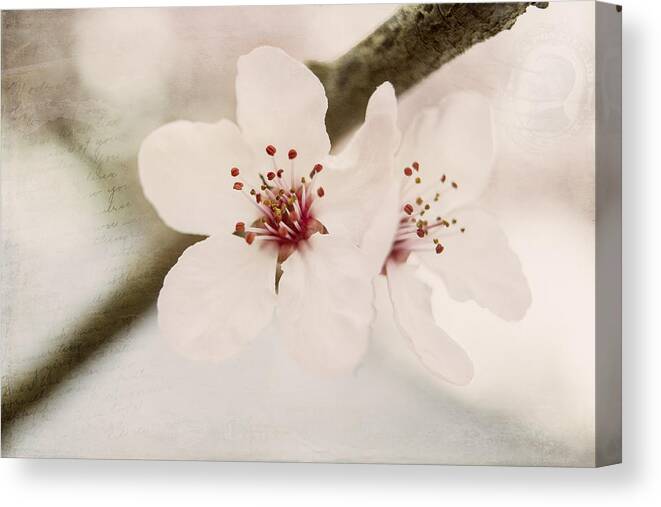 Plum Blossoms Canvas Print featuring the photograph Sisters by Caitlyn Grasso