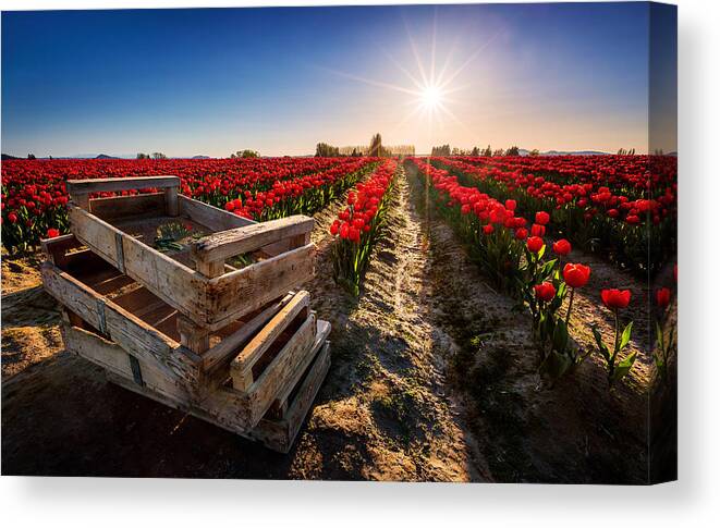 Tulips Canvas Print featuring the photograph Skagit Valley Tulip Festival by Alexis Birkill