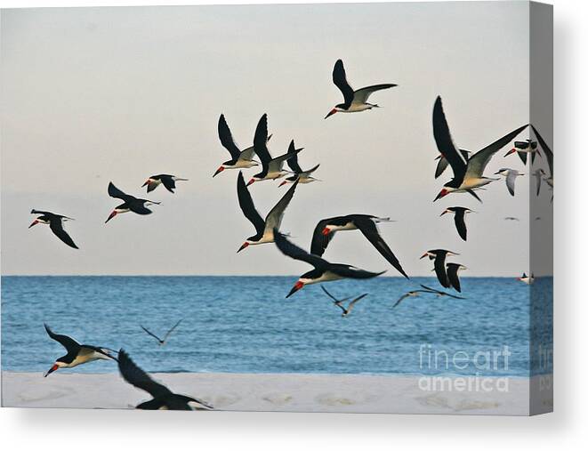Skimmers Canvas Print featuring the photograph Skimmers Flying by Joan McArthur