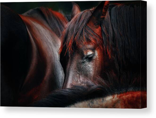 Horses Canvas Print featuring the photograph Sleep Huddle by Martin Stantchev
