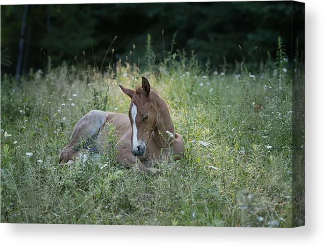 Rocky Mountain Horse Canvas Print featuring the photograph Sleeping Baby by Peter Lindsay
