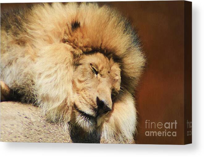 Sleeping Canvas Print featuring the photograph Sleeping Beast by Darren Fisher