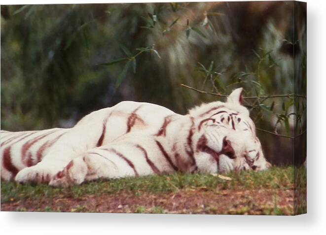 Beautiful White Canvas Print featuring the photograph Sleeping White Snow Tiger by Belinda Lee