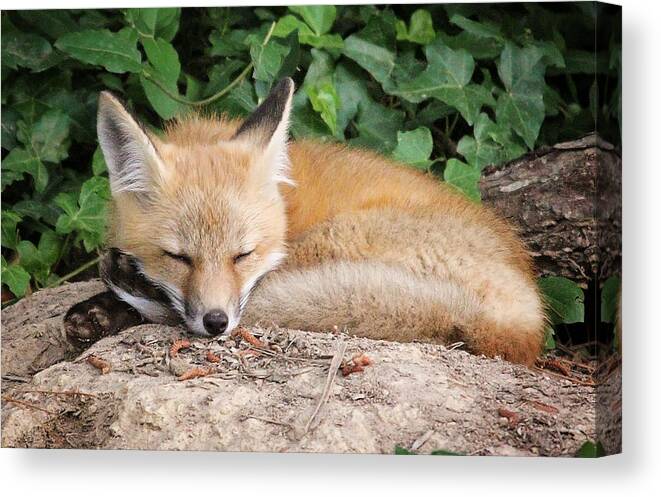 Young Canvas Print featuring the photograph Sleeping Young Fox by Stacy Abbott