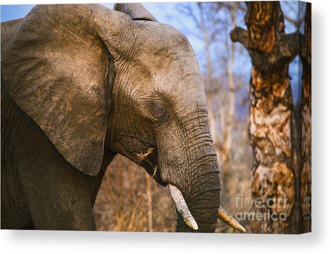 South Africa Elephants Game Drives Game Parks Canvas Print featuring the photograph Sleepy Eye by Rick Bragan
