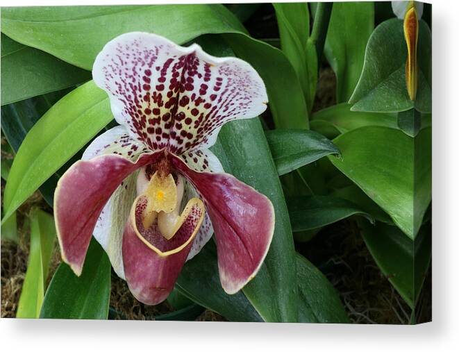 Slipper Orchid Canvas Print featuring the photograph Slipper Orchid 1 by Allen Beatty