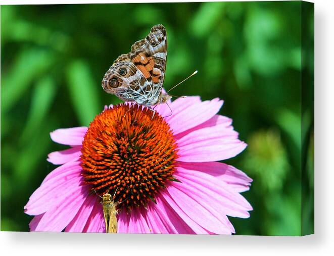 Pink Canvas Print featuring the photograph Slurp by Debbie Sikes
