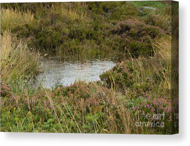 Landscape Canvas Print featuring the photograph Small Pond by Amanda Mohler
