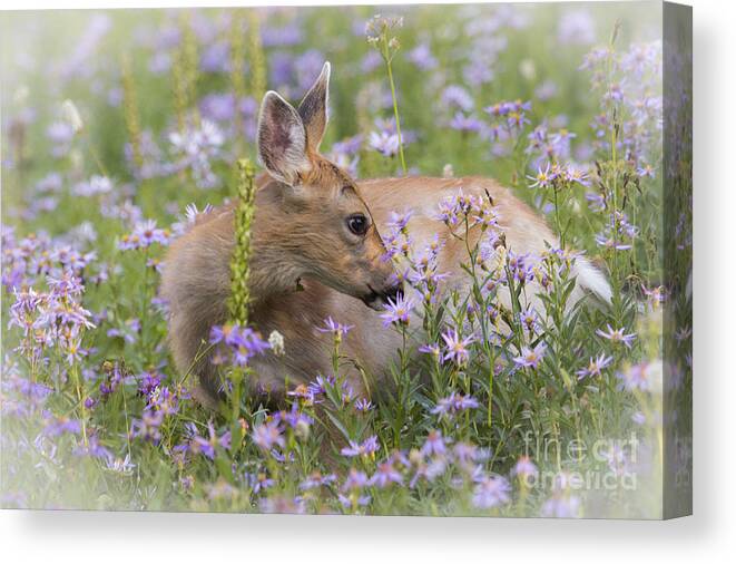 Fawn Canvas Print featuring the photograph Smelling the Flowers by Sonya Lang