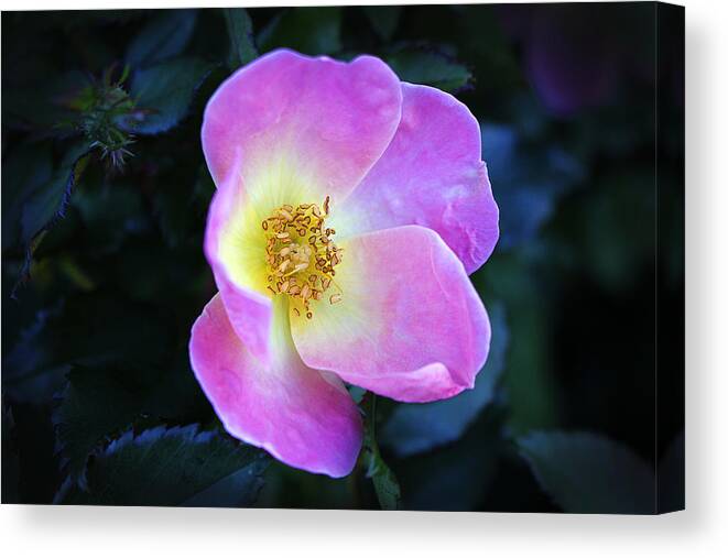 Wild Rose Canvas Print featuring the photograph Smile by Milena Ilieva