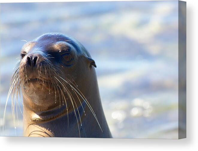 Galapagos Canvas Print featuring the photograph Smile Pretty by Allan Morrison