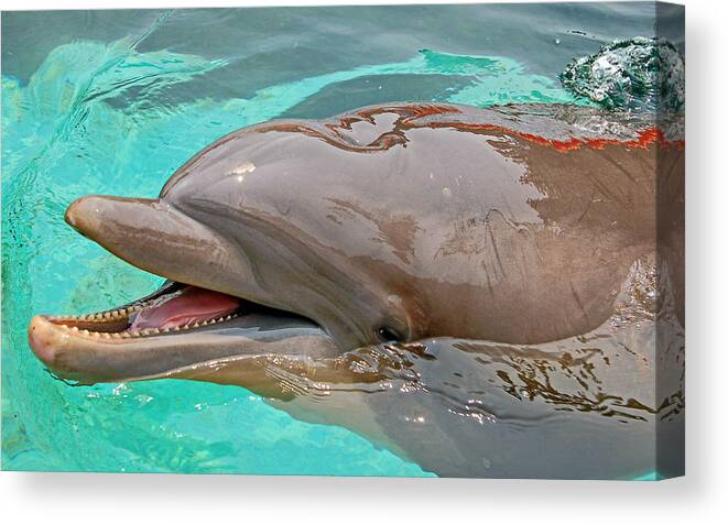 Dolphin Canvas Print featuring the photograph Smiling at You by Donna Proctor