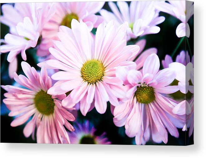 Chrysanthemum Canvas Print featuring the photograph Smiling at You by Milena Ilieva