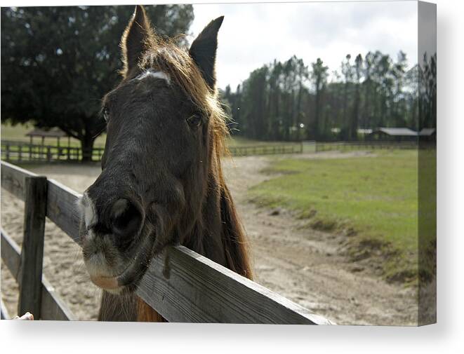 Mill Creek Farm Canvas Print featuring the photograph Smiling for a Carrot by Laurie Perry
