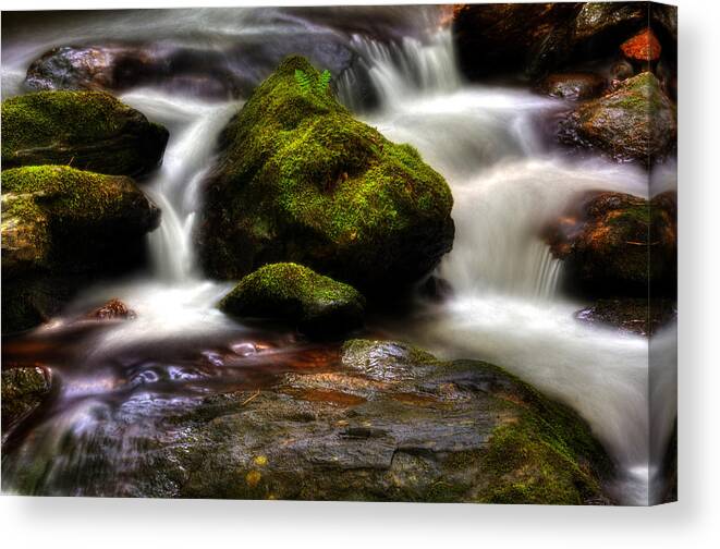 Smith Creek Canvas Print featuring the photograph Smith Creek Moss and Fern by Greg and Chrystal Mimbs