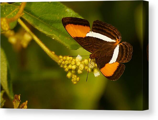 Butterfly Canvas Print featuring the photograph Smooth-banded Sister by Blair Wainman