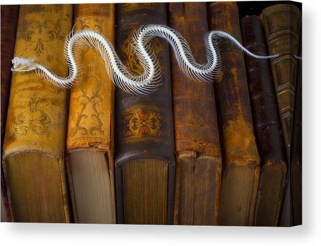 Snake Canvas Print featuring the photograph Snake and antique books by Garry Gay