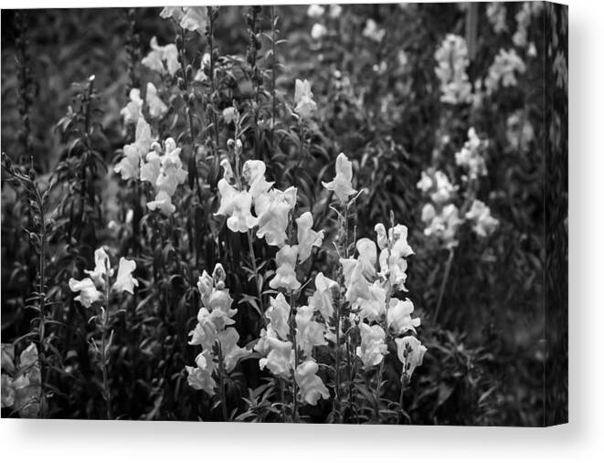 Flower Canvas Print featuring the photograph Snapdragons Antirrinum Flowers BW   by Rich Franco