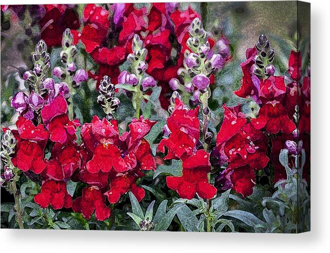 Snapdragons Canvas Print featuring the photograph Snappers by Rich Franco