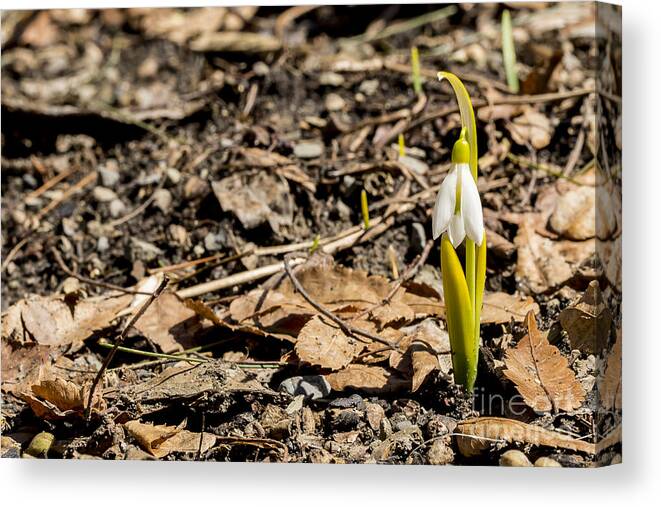 Snowbell Canvas Print featuring the photograph Snow Bell Spring Has Sprung by Brad Marzolf Photography